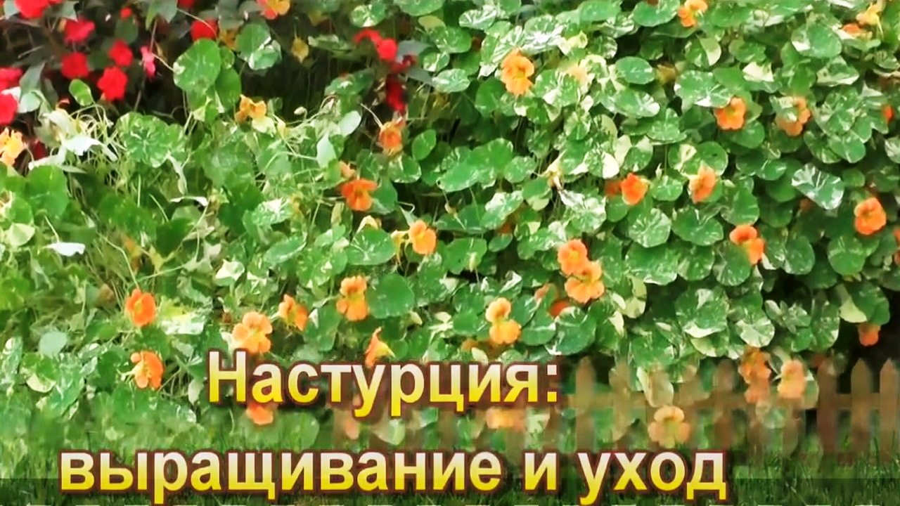 Настурция выращивание и уход смотреть онлайн