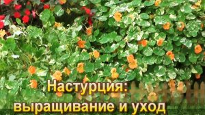 Настурция выращивание и уход
