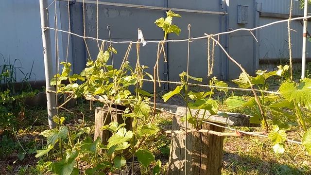 сорта винограда выжившие без укрытия. смотреть онлайн