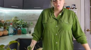 Хойя - уход в домашних условиях. Полив, грунт, размножение, болезни и вредители.