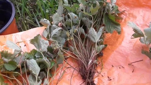 Рекламирую землянику ремонтантную АлиБаба смотреть онлайн