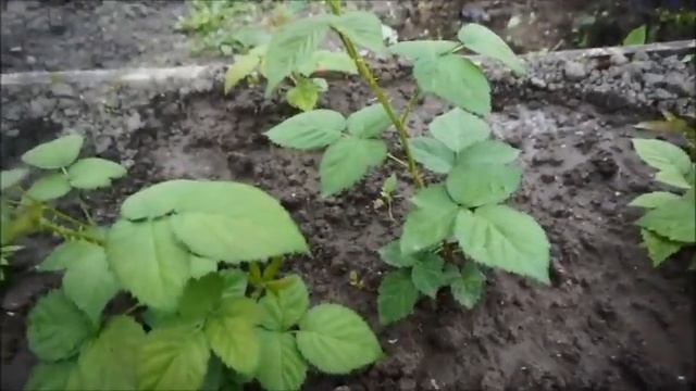 Ежевика Киова смотреть онлайн