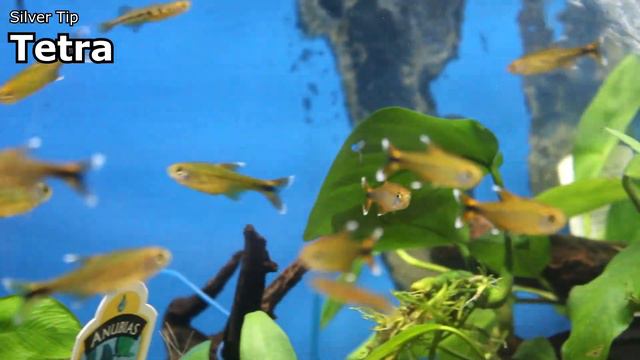Mandarin Dragon, Discus Eggs, Video Shopping!? | Weekly Wednesday Update (2/25/20)