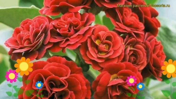 Примула ушковая Кримсон глоу. Краткий обзор, описание характеристик primula auricula Crimson glow