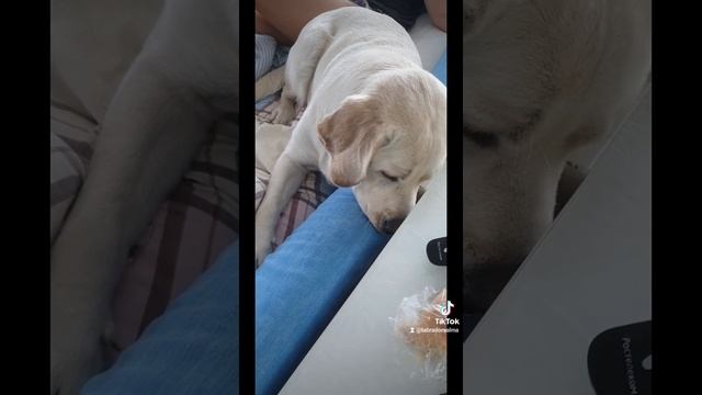 Мелок Машенька! смотреть онлайн