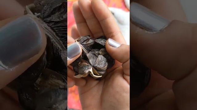 Harvesting Amaryllis Seeds After Cross Pollination смотреть онлайн