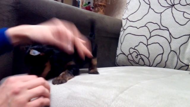 Йоркширский терьер мини, девочка (Сиреневая) смотреть онлайн