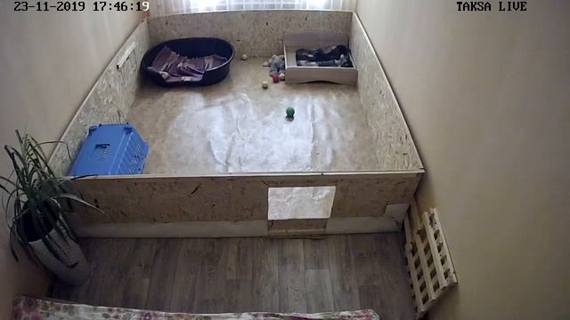Питомник Я Такса смотреть онлайн