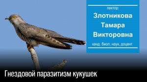 Злотникова Т. В. Гнездовой паразитизм кукушек