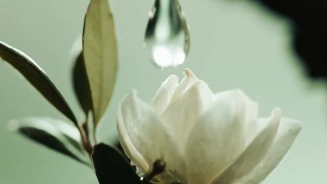 Giorgio Armani: Armani / Prive - Jasmin Kusamono