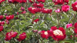 Don Richardson | R2 Flowers | Peonies