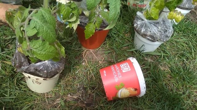 Помидоры зацвели смотреть онлайн