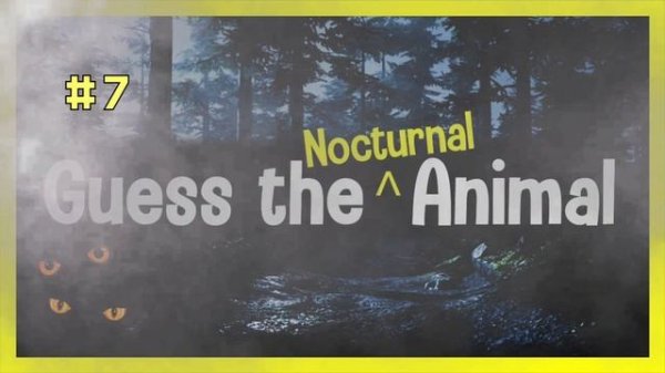 Guess the Animal Sound Game | 12 Nocturnal Animal Sounds Quiz