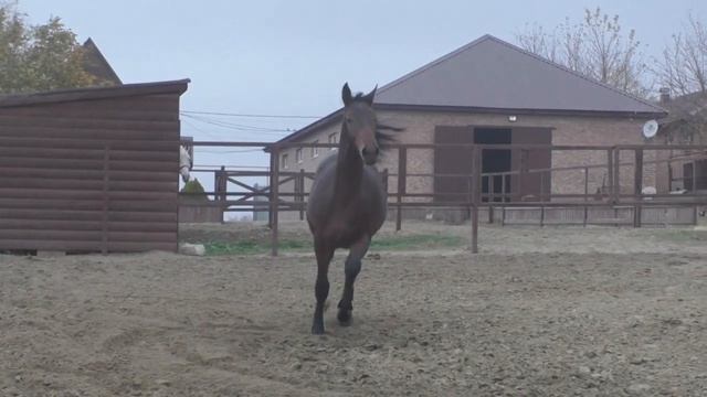 КАБАЛЬЕРО (КОMANDOR глш. GER - ЛЮБИМИЦА), на свободе в леваде. смотреть онлайн