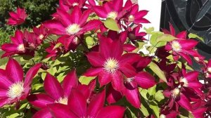 Clematis Sunset/Clematis/my garden 2021/Toronto/Canada