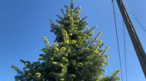 Пихта одноцветная (Abies Concolor)
