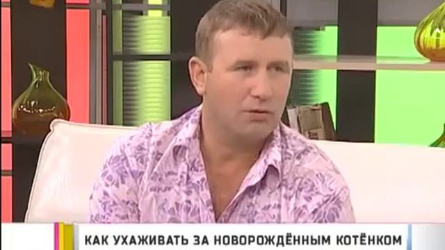 Уход за новорожденными котятами