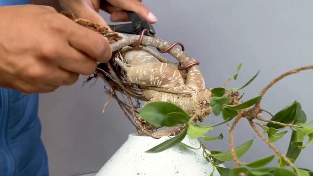 Naturalizing Grafted Ficus Ginseng, Ficus Microcarpa, Part 1, July2022