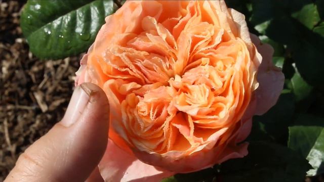 Новинки селекции!? Роза Вувузела Vuvuzela ® (Kiya)- просто фурор!