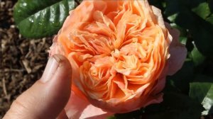 Новинки селекции!? Роза Вувузела Vuvuzela ® (Kiya)- просто фурор!