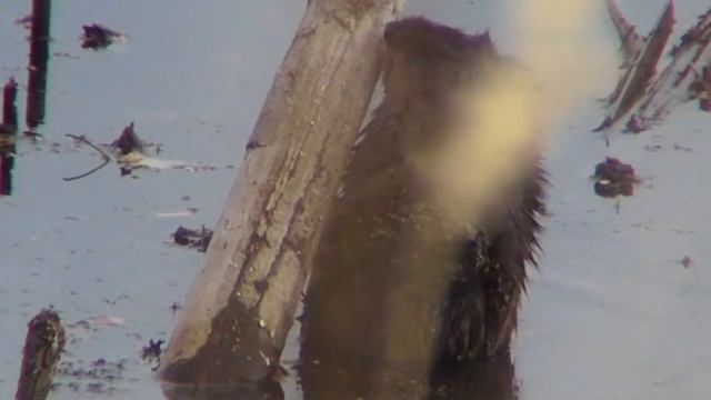 Ондатры Мускусная крыса смотреть онлайн