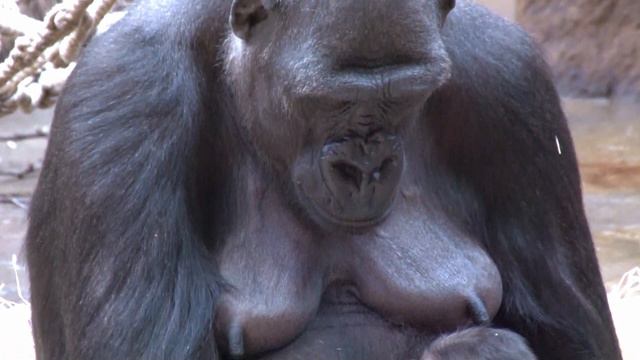 Дневник горилленка 1. Baby gorila's diary 1 смотреть онлайн