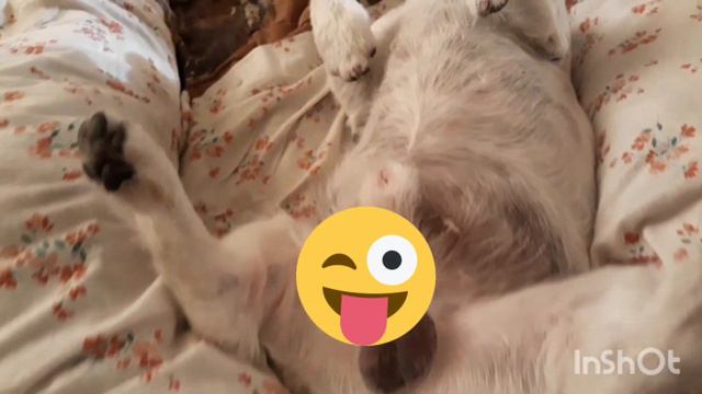 Джек Рассел терьер моя любимая собака #jackrussellterrier смотреть онлайн