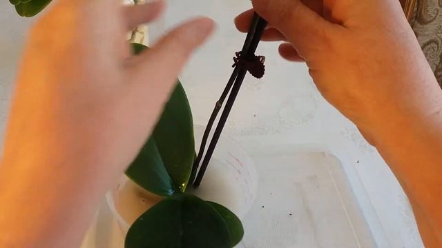 ОРХИДЕЯ КИМОНО/ KIMONO - ПЕЛОРИК. СРАВНЕНИЕ С ОБЫЧНОЙ