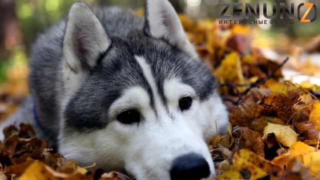 Самые умные домашние животные