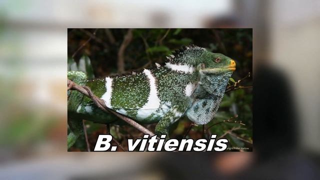 J'AI RÉALISÉ MON RÊVE ! (nouvelle espèce de lézard) смотреть онлайн