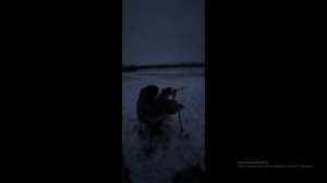 Сайга МК -223 рэм