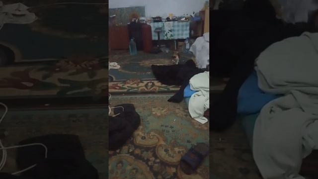 кошка мая несет мне курицу смотреть онлайн