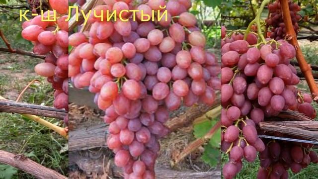 @Мускаты августа Ч 2 Каталог саженцы винограда Осень 2021 смотреть онлайн