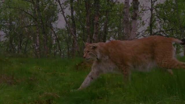 Информационное видео про природу в 4К