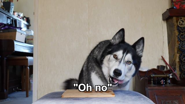 20 Times My Husky Spoke His Best English! He Says Hurry Up! смотреть онлайн