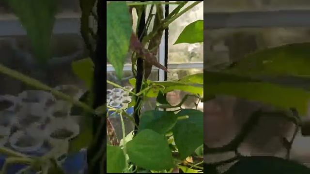 фасоль спаржевая турчанка смотреть онлайн