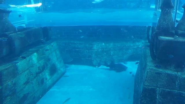 Один из лучших аквапарков мира Aquaventure при Atlantis ОАЭ