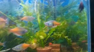 Самая лучшая подложка в аквариум!Вечный аквариум?-Аквариум для ленивых.