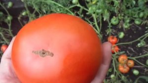 СТЕЛЮЩИЙСЯ ТОМАТ МОНГОЛЬСКИЙ КАРЛИК. Ольга Чернова.