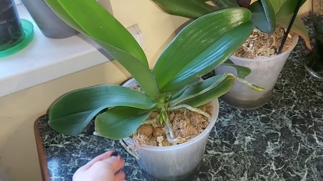 ОРХИДЕЯ НЕ ЦВЕТЕТ, ЧТО ДЕЛАТЬ? Мои советы и наблюдения, как заставить орхидею цвести смотреть онлайн