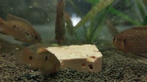 Хромис Красавец  подросшие мальки залип