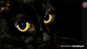 Песня:Чёрная кошка!