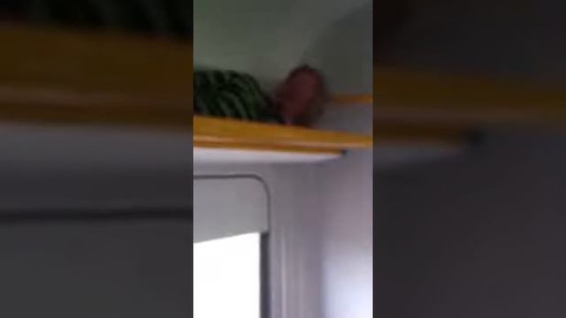 Электричка Москва-Дмитров! смотреть онлайн