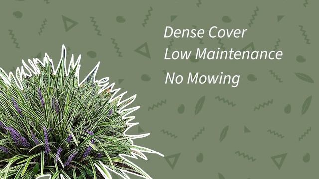 10 Ground Cover Plants To Replace Your Lawn