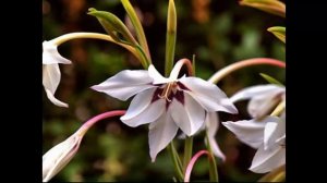 #Ацерас #Ацидантера #Бабиана Цветы садовые28 Декоративные растения