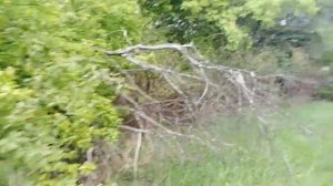 Как где и когда ставить пчелиные ловушки  Пчеловодство ловля роев