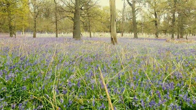 Cogges Wood Witney covered in Bluebells смотреть онлайн