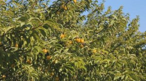 Слива "Скромница" никогда не подведет !