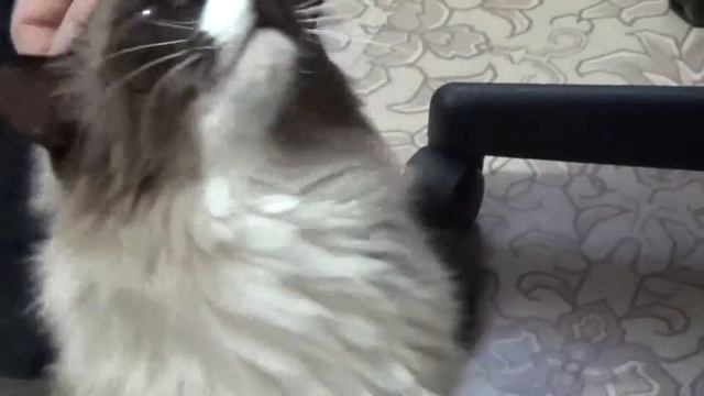 Кот заболел. смотреть онлайн