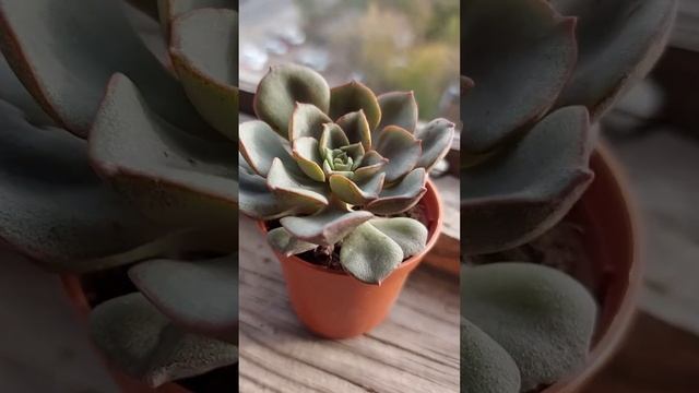 Суккуленты виды: Эхеверия Морани смотреть онлайн